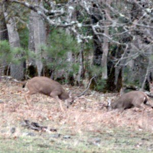 The magic of Chimney Rock - bucks sparring in front of the house.