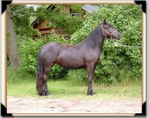 Bess, who will turn 11 in May, and her 9-year-old sister Duchess will be joining us in April.