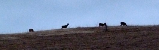 If we don't see deer on our hill in the evening, we're not looking!
