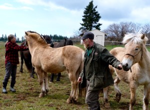 The ponies arrived last Monday!