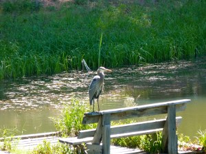 Our Great Blue Heron overseeing the pond from the raft.