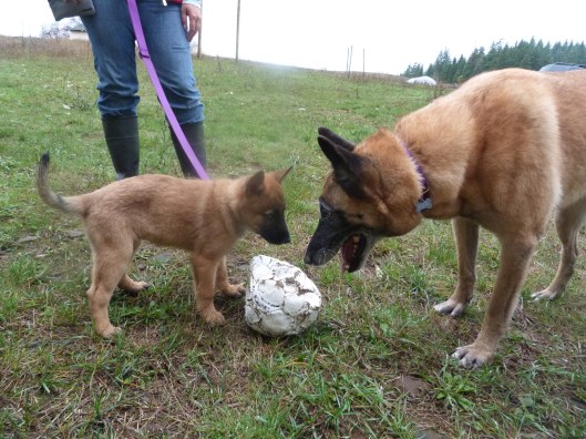 Ella checks out Sundog's potential as a playmate.