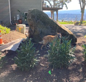 Sunny poses by a large boulder next to the electrical transformer